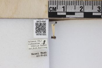 Media type: image;   Entomology 787201 Aspect: labels